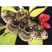 Japanese Owl Moth Brahmaea japonica 4 pupae